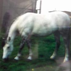 Anden særlig race Sammie * MIN FØRSTE HEST*