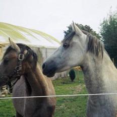 Anden særlig race Sammie * MIN FØRSTE HEST*