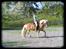 Haflinger Stoy "UDLÅNT - Stoy blære sig lidt <3 fordi at vi elsker hinanden <3 ! Fotograf : Annika min<3 INGEN AF MINE BILLEDER MÅ BRUGES PÅ ANDRE SIDER ELLER KOPIERES !