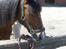 Welsh Pony (sec B) Cookie - miiinn cooker
