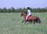 Welsh Pony (sec B) Cookie - mig og cook galoperer i det høje græs på marken( der er blevet tjekket for huller:D)