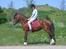 Welsh Pony (sec B) Cookie - jaa...man kan jo også stå flot lige i en parade:D
