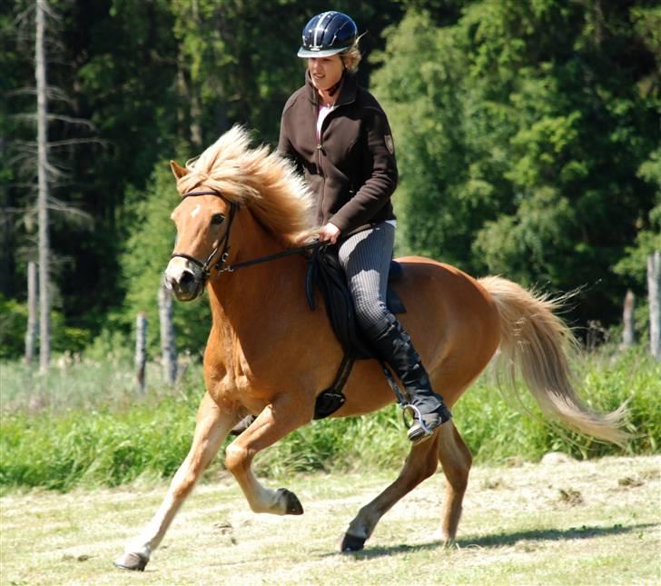 Islænder | Vestri frá Sæfelli<3 - 2) NYT! "En hest er stadig en hest uden rytter, men en rytter uden en hest er bare et menneske" Uden dig er jeg intet<3 | Fotograf: Stine 09 billede 2