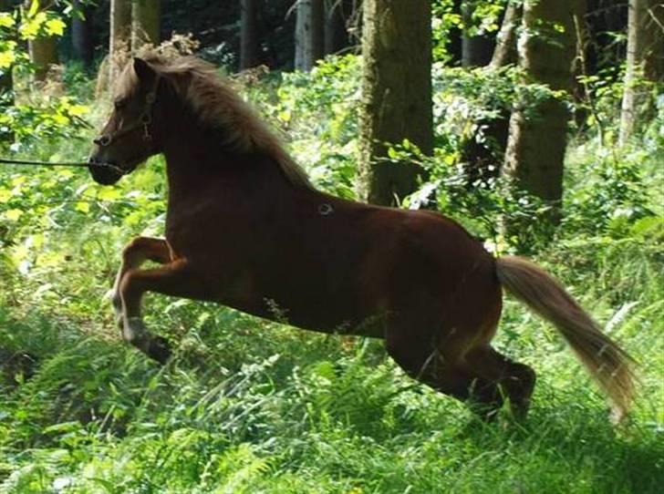 Islænder | Vestri frá Sæfelli<3 - 3) Vestri gir´ den som springpony i den store grønne & MØRKE SKOV - derfor dårlig kval | Fotograf: Jesper 08 billede 3