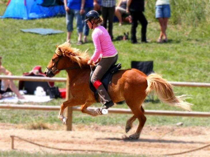 Islænder | Vestri frá Sæfelli<3 - 5) At gallopere er let som en leg - når blot jeg gør det sammen med dig | Fotograf: Cecilie Smit <3 billede 5