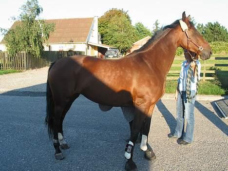 Hollandsk Varmblod Ravella R.I.P. - nej hvor dejligt, solen skinder og er dejlig varm.. billede 6