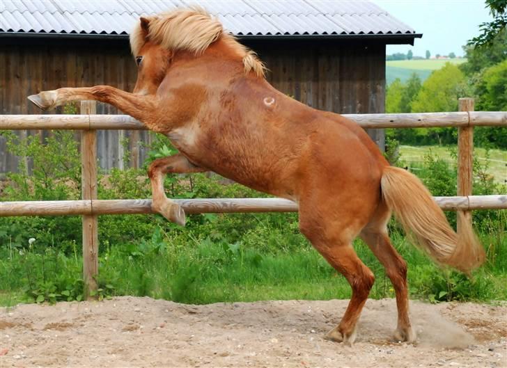 Islænder | Vestri frá Sæfelli<3 - 8)  NYT! Således ser det ud når Vestri laver et galopanspring :) det var lidt gangster!| Fotograf: CSF 09 billede 8