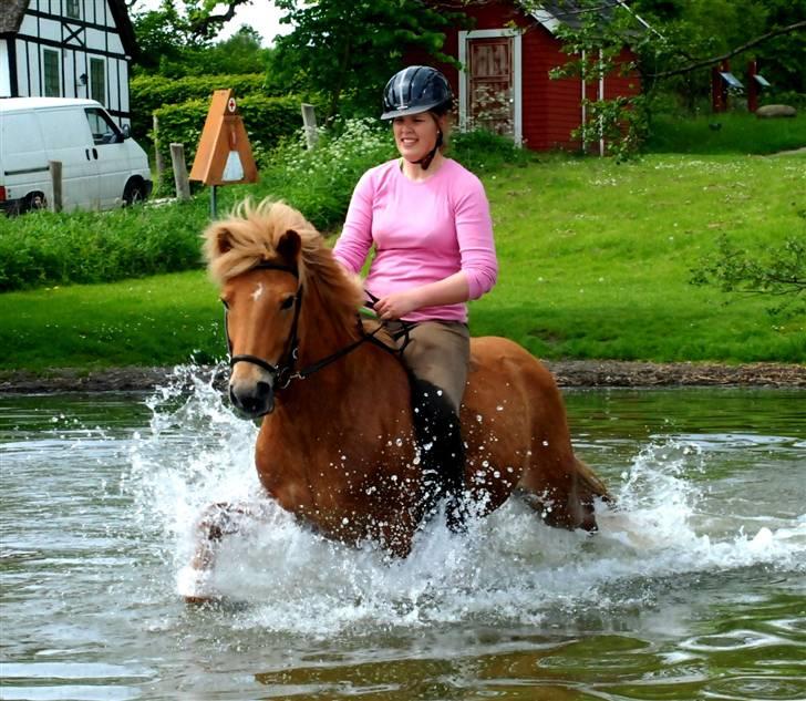 Islænder | Vestri frá Sæfelli<3 - 18) NYT! Jeg elsker dig Vestri<3 | Fotograf: STINE<3 09 billede 18