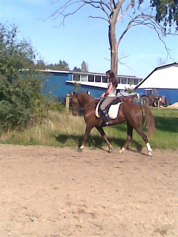 Welsh Cob (sec D) *Gaiety* solgt - Dressur mig og min smukke pony sep 2008 billede 4