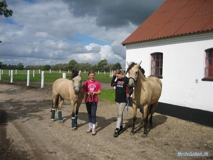 Anden særlig race Shanon´<3 Solgt...  billede 1