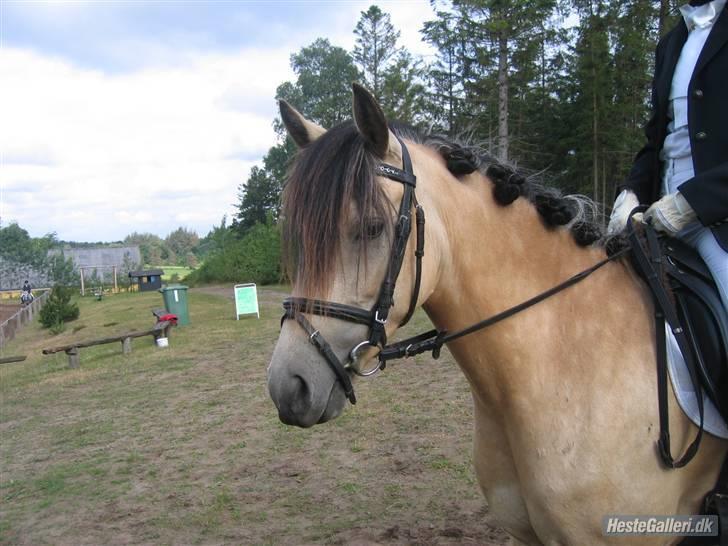 Anden særlig race Shanon´<3 Solgt...  - Mig og Shanon til stævne :D  billede 2