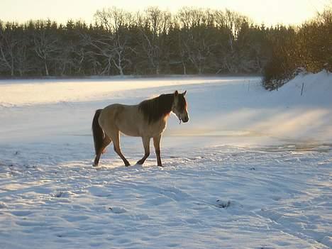 Anden særlig race Shanon´<3 Solgt...  - moar jeg kommer nu.. =) billede 3
