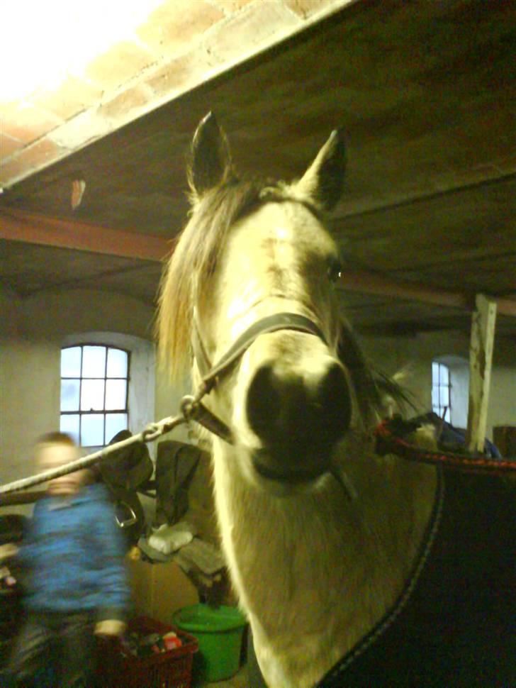 Anden særlig race Shanon´<3 Solgt...  - Vilde Shan. <3 :) billede 4