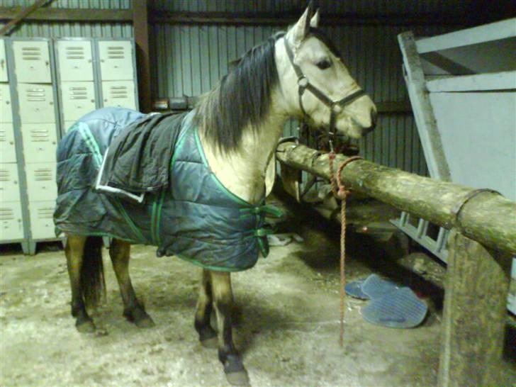 Anden særlig race Shanon´<3 Solgt...  - Shanon efter en hård time. :) billede 6