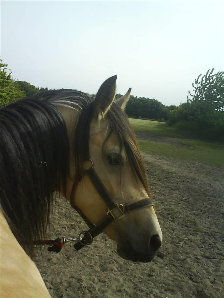 Anden særlig race Shanon´<3 Solgt...  - Harj. .. billede 7