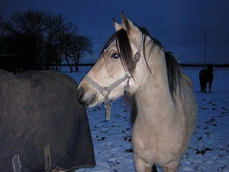 Anden særlig race Shanon´<3 Solgt...  billede 8