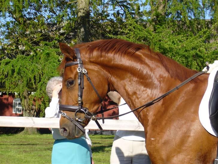 Dansk Varmblod Wellington v  billede 12