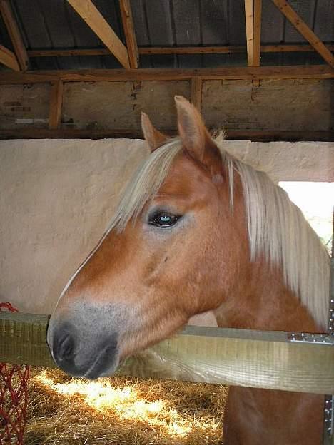 Anden særlig race Aslan *SOLGT* - Også fra den dag jeg fik ham billede 3