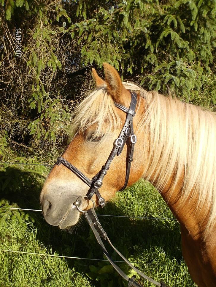 Anden særlig race Aslan *SOLGT* - 14/6 07 Smukke drengen billede 5