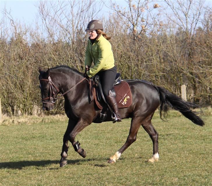 Anden særlig race Torpegårds Master SOLGT / - NYT  billede 6