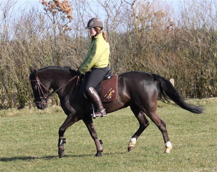 Anden særlig race Torpegårds Master SOLGT / - NYT billede 7