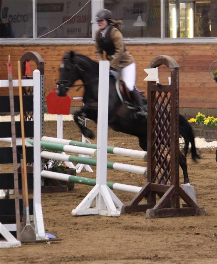 Anden særlig race Torpegårds Master SOLGT / - MIg og master billede 8