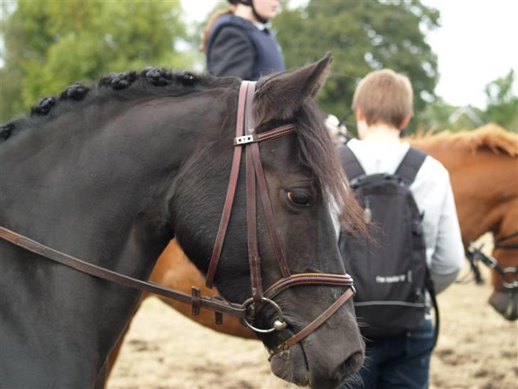 Anden særlig race Torpegårds Master SOLGT / - græsser mig master til et stævne billede 9