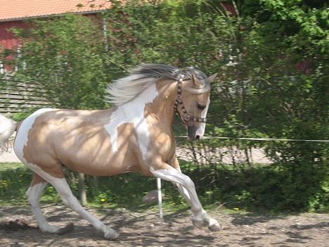 Anden særlig race Shy Lady - 7) Fri som fuglen <3 Foto: Mig billede 7