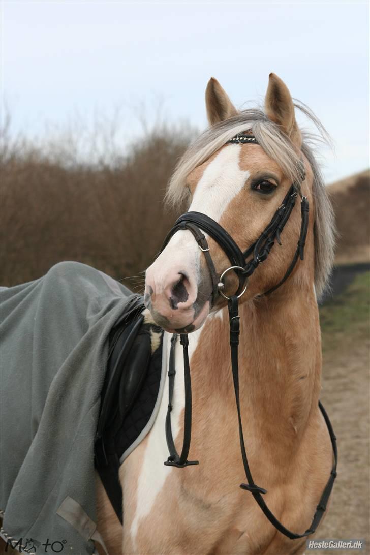 Anden særlig race Shy Lady - 11) Lady i hedeland <3 Foto: MATO billede 10