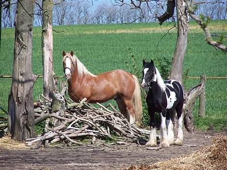 Irish Cob Postman Pat (Paddy) - Paddy  billede 12