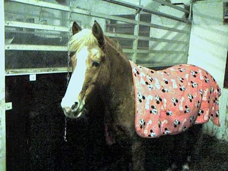 Haflinger Ichavel - Den smukke med tæppe på staldgangen :) billede 18