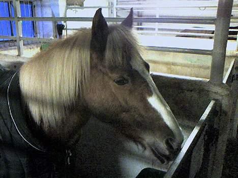 Haflinger Ichavel - Icha den skønne i boksen :D billede 19