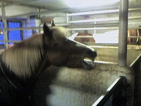 Haflinger Ichavel - Gaaab ... (: billede 20