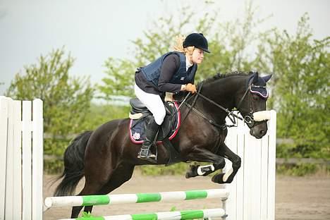 Welsh Pony af Cob-type (sec C) sorte R.I.P :'( :'(  - mig og sorte til stævne i kongelunde den gik rigtig godt billede 4