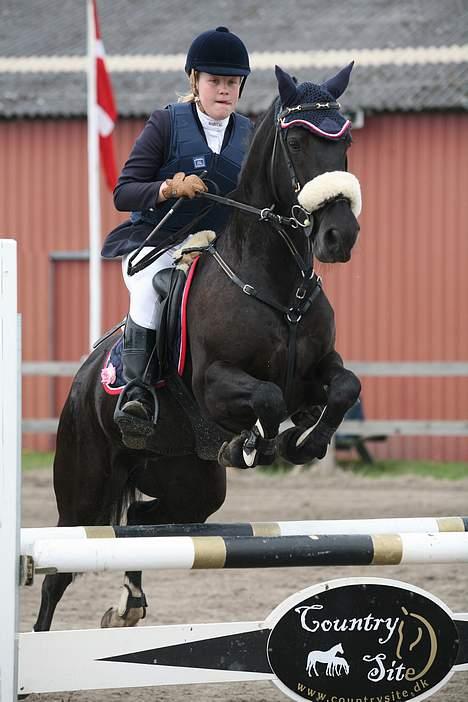 Welsh Pony af Cob-type (sec C) sorte R.I.P :'( :'(  - mig og sorte til stævne i La og MB billede 7