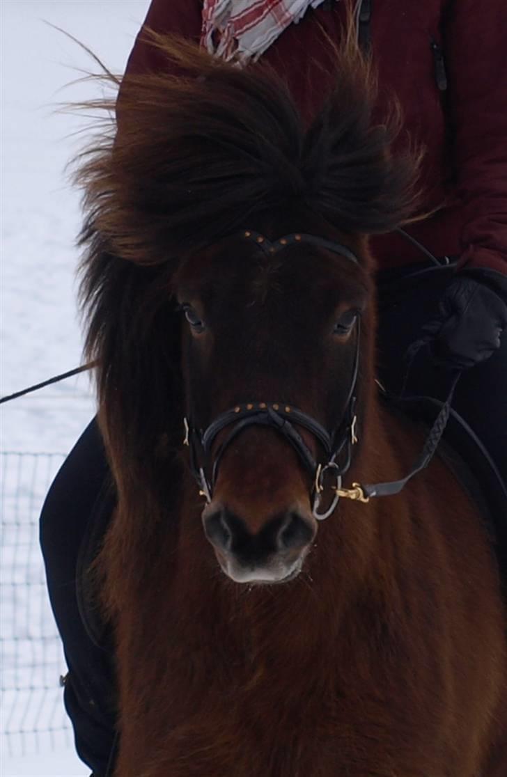 Islænder Leistur fra bakkakoti - Syntes at det er et super godt billed.. Foto Sofia G billede 11