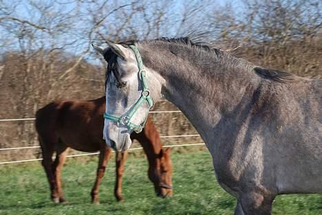 Pura Raza Española Dalgards Guapa(aflivet) billede 10