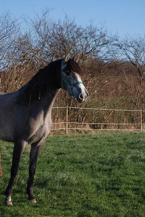 Pura Raza Española Dalgards Guapa(aflivet) billede 11