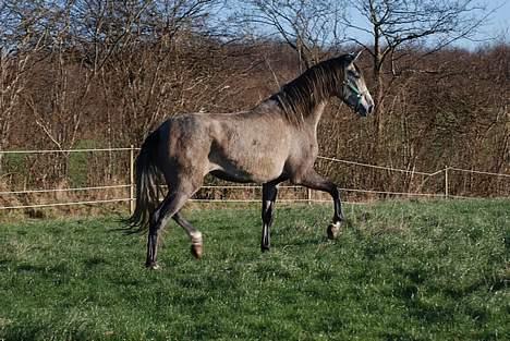 Pura Raza Española Dalgards Guapa(aflivet) billede 12