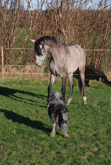 Pura Raza Española Dalgards Guapa(aflivet) billede 13