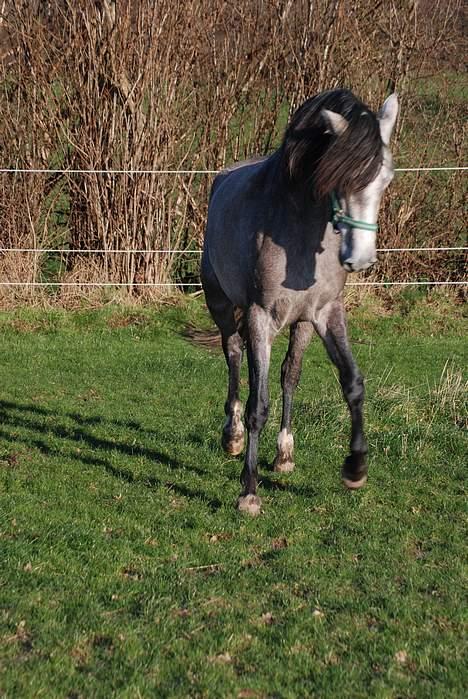 Pura Raza Española Dalgards Guapa(aflivet) billede 14