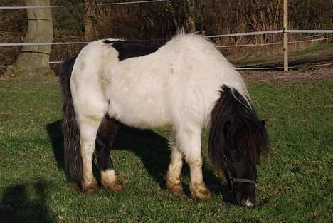 Shetlænder lukas billede 3