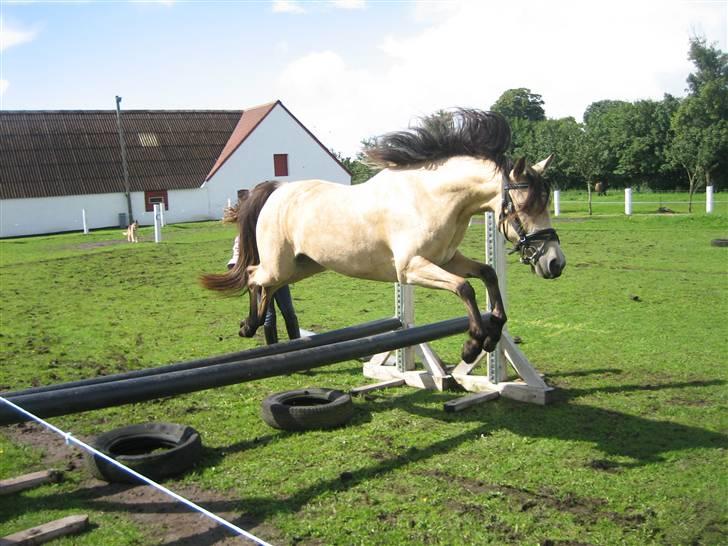 Anden særlig race Shanon´<3 Solgt...  - den dejlige pony.. første gang hun springer.. :) billede 9