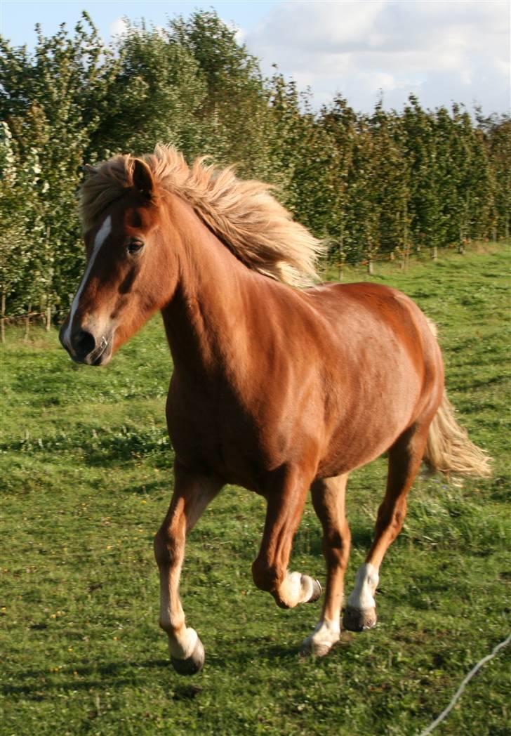Islænder Vægir fra Lønne - Velkommen til Vægirs profil.. Kig gerne alle billederne igennem inden i bedømmer ;D Ingen af billederne må kopieres!  billede 1