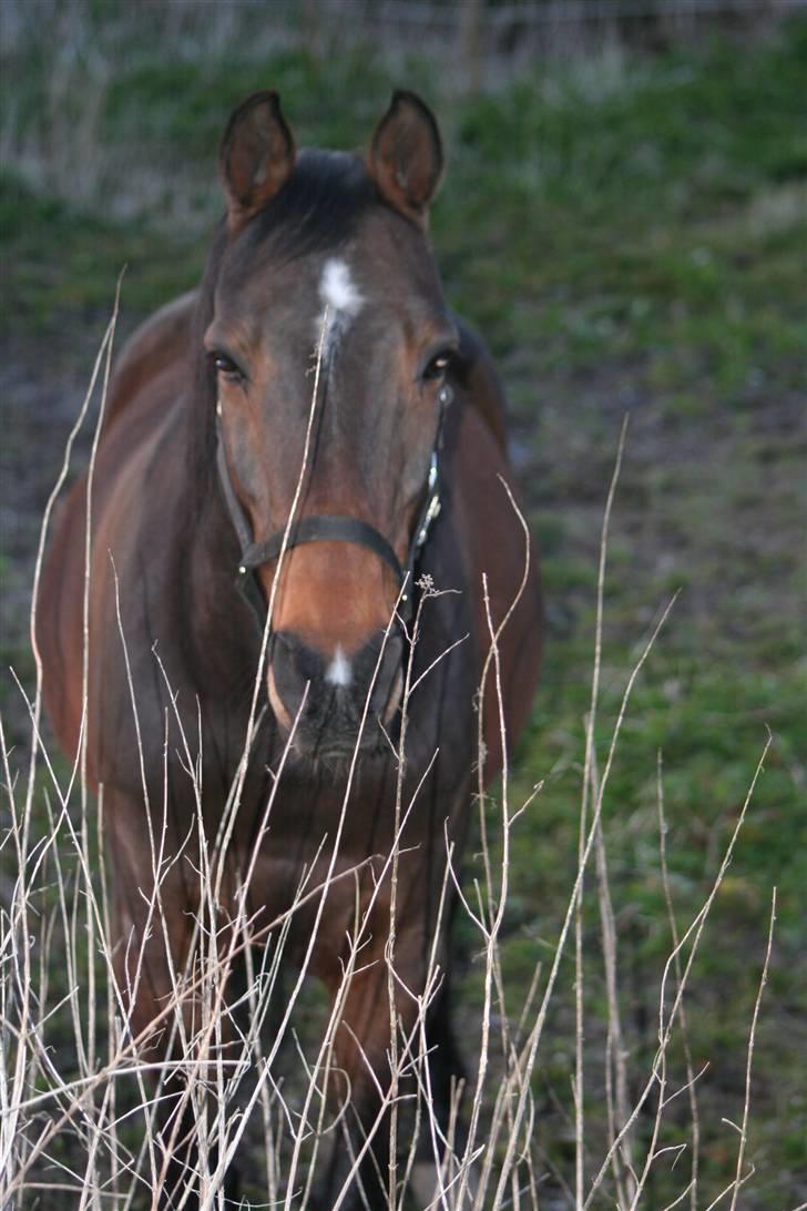 Traver  (¯`v´¯)targo Birke(¯`v´¯) - står lige og kikker hva hun laver med det kamera (taget om aften)  *NYT* billede 3