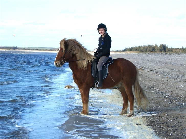 Islænder Vægir fra Lønne - Vægir ved stranden, han er ikke helt vild med at bølgerne kommer ind mod ham d: Men jeg fik ham da ud til sidst. billede 6