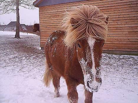 Islænder Vægir fra Lønne - Vægir med sne i hele hovedet xD  -taget af Juliet billede 9