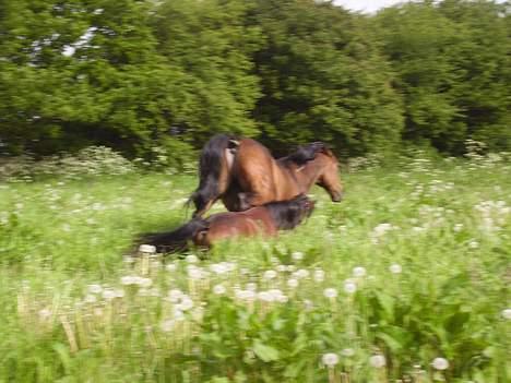 Traver  (¯`v´¯)targo Birke(¯`v´¯) billede 5