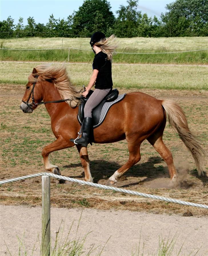 Islænder Vægir fra Lønne - Undervisning 14. jun tölt billede 11
