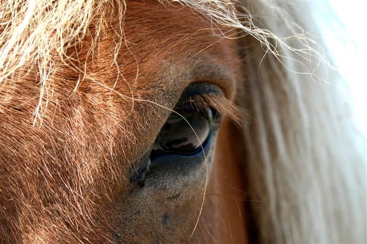 Islænder Vægir fra Lønne - Vægir´s øje. billede 13